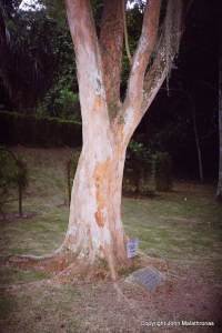 Brazil Tree, Brazilwood Tree in Rio Botanical Garden
