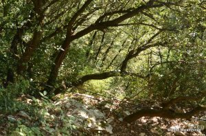 The electricity cable points the way