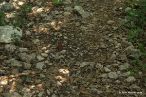 Red peg at the start of the path through the woods
