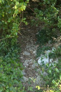 Sharp left entry into the woods where the vinyards path starts to verge right