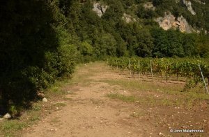 Path around the vineyards to the Chauvet cave
