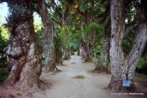 Rio Botanical Garden Mango trees