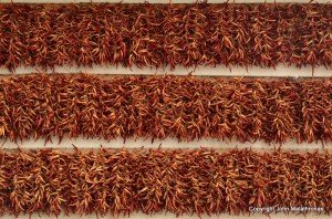 Paprika in Tihany, Lake Balaton